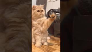 Cute cat playing #cats #cutecat #catlover #funnycats #catvideos #funny #viral #funny #catplaying