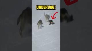 Claws vs Fangs: Wolverine epic battle against two wolves! #animals #wildlife #tiktok #animalshorts