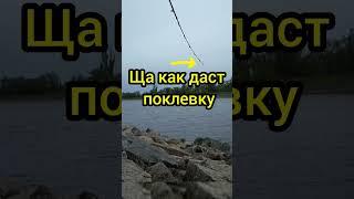 Мощная поклевка карася весной #рыбалка #fishing #fish #рыба