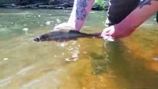 Nymphing for Grayling in Lithuania Akmena River