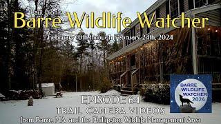 Barre Wildlife Watcher Episode 64 - Coyote Edition