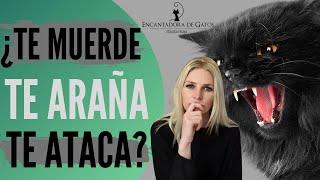 ¿POR QUÉ TU GATO TE MUERDE Y ATACA? | Encantadora de Gatos