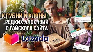 ЗАКАЗАЛ КЛУБНИ И КЛОНЫ РЕДКИХ АЛОКАЗИЙ НА САЙТЕ LAZADA В ТАИЛАНДЕ!