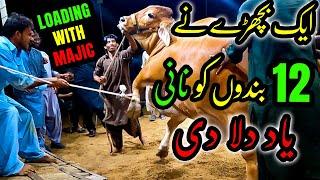 GIANT BULL LOADING with MAGIC | BUGS BUNNY of Kohinoor Cattle Farm Memorable Moments Bakra Eid 2022