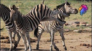 Zebra Fighting Gets Kicked in the Head | Kruger Sightings | Amazing Animal Videos