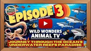 Wild Wonders Animal TV Episode 3 Journey Through The Oceans Underwater Reefs Paradise