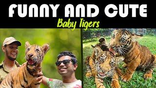 Most Funny and Cute Baby Tigers  | Cubs Meet Adult Tiger