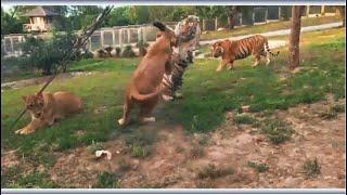 Lioness dominates tigress and tiger - Lion vs Tiger