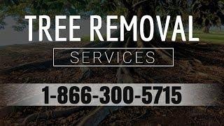 Tree Removal Vass NC | Call Us Today For Tree Removal