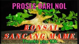 Inspirasi Bonsai mini bonsai Sancang Imut mulai dari NOL