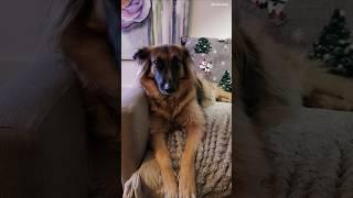 VLOG 1: Shiva Christmas time 2024 ⭐️️ #dog #germanshepherd #dogshorts #doglover #christmas