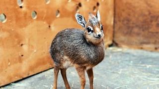 Adorable Baby Dik-Dik Antelope Is Only 19cm Tall: ZooBorns