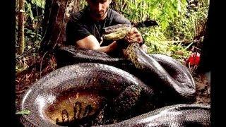 Paul Rosolie Eaten Alive By An Anaconda Snake