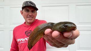 We FOUND a LAKE FULL of the Biggest Tadpoles I’ve EVER SEEN! (Catch Clean & Cook)