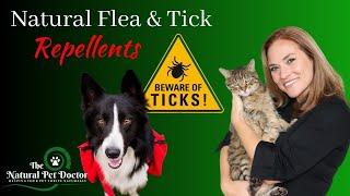 Natural Flea And Tick Remedies For Dogs and Cats