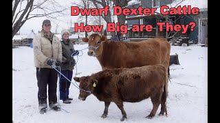 The Mini Cow: What is a Dwarf Dexter Cow and how big are they?