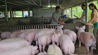 Close-up of catching pigs to sell to traders 100kg.  How to raise pigs to grow fast. (Episode 196).
