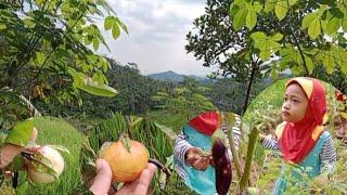 Azzah Main ke Sawah Buyut, ada Banyak Buah Ciplukan, Terong dan Cabai - Rahman Azzah