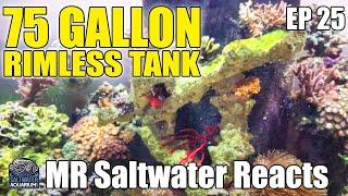 75 Gallon Rimless MIXED REEF Saltwater Aquarium - Mr. Saltwater Reacts