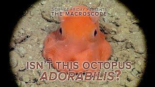 Isn't this Octopus Adorabilis?