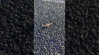 Саранча LOCUSTS