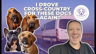 PET TRANSPORTATION | Two Bloodhounds drive back to California