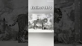 [Part 79]Animals that Humans Hunted to Extinction. #animalshorts#extinctanimals