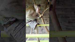 Макака Федя в игровой, обед по "простому" #monkey #обезьяна #животные #animals #pets #pet #cute