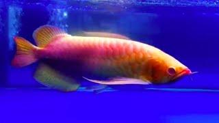 The World's Most Expensive Arowana Fish - One and Only Red Arowana Fish in the world (Rare Arowana)