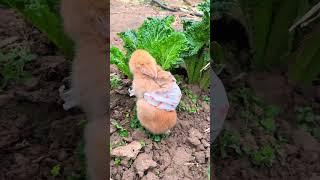 Brother Rabbit eats cabbage while carrying his brother on his back Cute pet debut plan Rabbit Cu