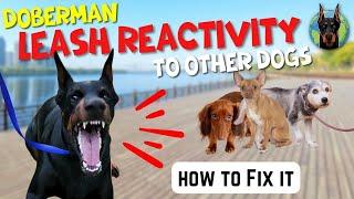 The Right Way to Handle Leash Reactivity in Dobermans (No Gimmicks)