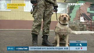 В Україні вироблятимуть бронежилети для собак