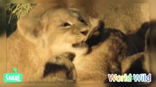 WILDLIFE DOCUMENTARY __NEW,SAVANNAH LIONS' BATTLE FOR THE KINGDOM