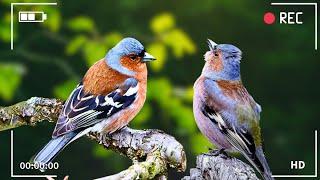 Birds Singing - Natural Sounds Without Music - Sounds That Relax The Mind And Soothe Emotions