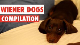 Wiener Dogs Video Compilation 2017