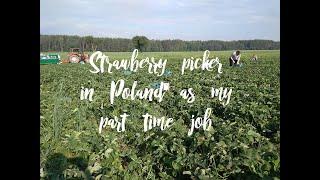 Strawberry picker in Poland -part time job | How much you can earn as a Strawberry picker in Poland?