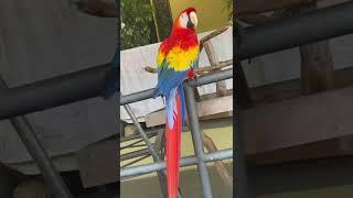  #macaws #Macaw #paradise #paradisebirds #paradisebird #bird #birdie #birdwatching #birdwatch