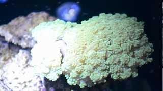 Frogspawn Coral Care (Euphyllia Divisa)