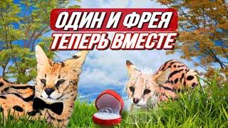 Семья сервалов: Фрея переезжает к Одину  С кем будет жить саванна Олаф? 