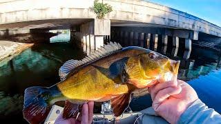 Pulling Peacocks From Under The Bridge