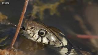 Grass Snakes on Springwatch (2018)