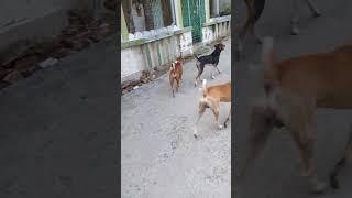 কুকুরের ডাক## dogs are barking#short video # please subscribe