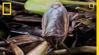 Extreme Eats: Bugs | National Geographic