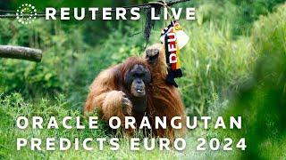 LIVE: Oracle orangutan predicts the result of Euro 2024 final