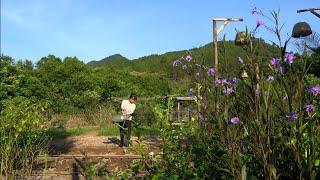 Harvesting: From the Black Bean Garden 🫛 to a Cozy Bowl of Porridge – A Natural Process