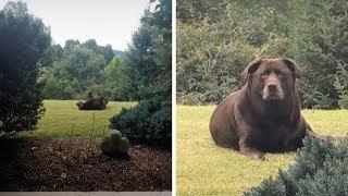 Thick Dog Looks Like Bear