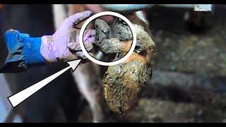 HUGE GROWTH on COWS HOOF ... TRIMMING DEW CLAWS | The Hoof GP