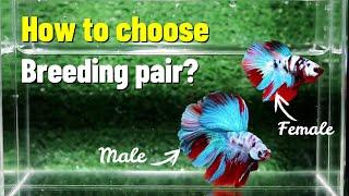 Choosing betta fish breeding pair