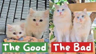 Reviewing my Ragdoll Cats after 3 Years | The Cat Butler