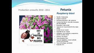 Petunia Raspberry blast: plante annuelle